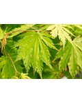 Acer pseudosieboldianum Arctic Jade полив